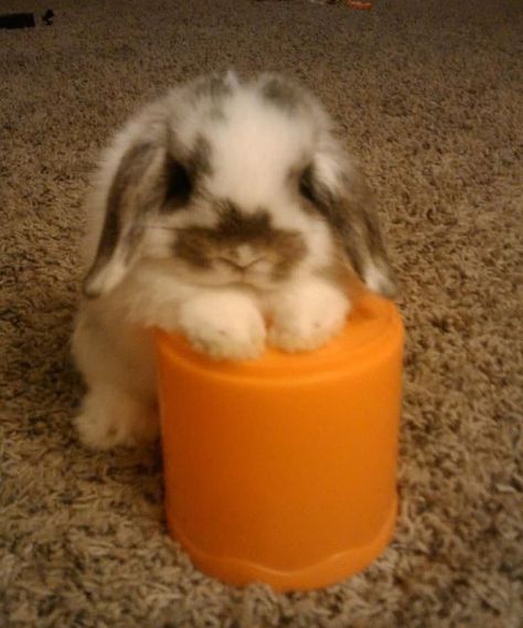 Pet Bunny Rabbits, Cute Bunny Pictures, Cute Small Animals, Cute Animals Puppies, Pet Bunny, Bunny Pictures, Super Cute Animals, Cute Animals Images