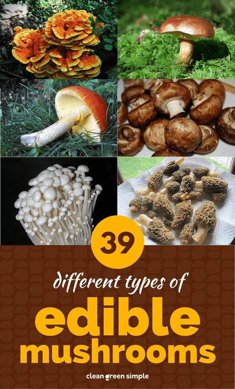 Types Of Edible Mushrooms, Mushroom Types Edible, Edible Mushrooms Identification, Microdosing Benefits, Mushrooms Unique, Mushroom Edible, Mushroom Types, Gourmet Mushrooms, Different Types Of Mushrooms