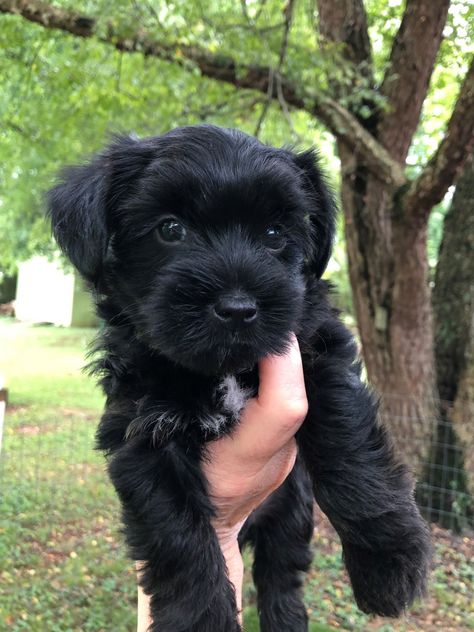 Black Maltese Puppy, Maltipoo Full Grown Black, Black Maltipoo Puppy, Yorki Poos, Black Yorkie Poo, Black Yorkie, Maltese Yorkie Mix, Shorkie Puppies, Morkie Puppies For Sale