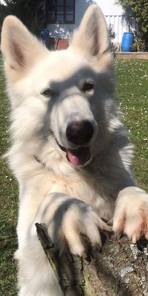 Albino German Shepherd, Giant German Shepherd, German Shepherd Care, White Swiss Shepherd, White Shepherd, White German Shepherd, Dogs Breeds, German Dogs, Dream Dog