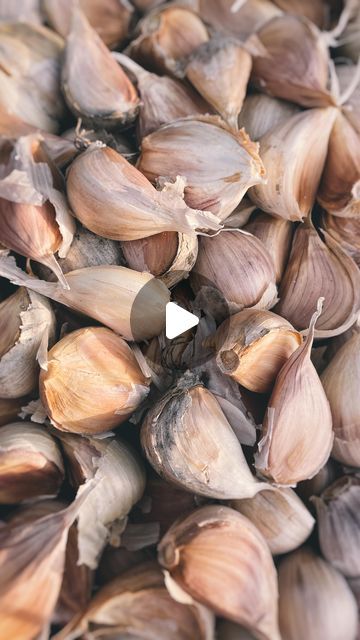 Katie Krejci, RD | The Homesteading RD on Instagram: "🧄 It’s time to plant garlic if you’re like me in zone 4! The ideal time to plant garlic is one to two months before your ground completely freezes 🥶. 🧄Choose your best and biggest bulbs for planting. Save any small or damaged ones for eating! 🧄Bury each clove 2 inches deep, spaced 6 inches apart. 🧄Cover with a layer of compost and organic straw to nourish and protect the bulbs throughout the winter Have you planted your garlic yet? #garlicplanting #garlic #freshgarlic #growgarlic #growinggarlic #zone4 #zone4gardening #zone4garden #mngarden #growyourownfood #organicgardening #homesteadgardens #homesteading #homesteader #selfsufficient #selfsufficiency" Survival Homestead, Plant Garlic, Growing Garlic, Homestead Gardens, Gardening Diy, Garlic Bulb, Grow Your Own Food, Fresh Garlic, Organic Gardening