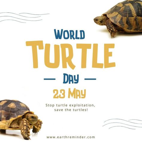 world turtle day, save the turtles. Earth Day Images, World Turtle, World Turtle Day, Turtle Day, Earth Day Posters, Save The Turtles, Chemical Free Cleaning, Shell Shock, The Turtles