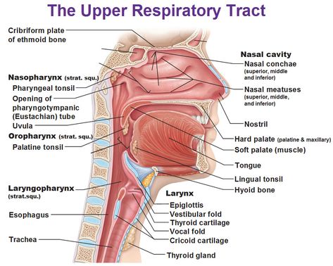 The upper respiratory tract, nasopharynx, osopharynx, laryngopharynx, nasal conchae, meatuses, larynx, epiglottis, vestibular fold, cricoid cartilate, trachea, uvula Respiratory System Anatomy, Anatomy Head, Human Respiratory System, The Respiratory System, Nasal Cavity, Respiratory Care, Respiratory Therapy, Human Anatomy And Physiology, Medical Anatomy