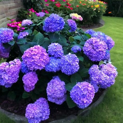 PRICES MAY VARY. Colorful Hydrangea Collection: Grow a breathtaking garden with 30 seeds of Blue, Pink, and Purple Hydrangea flowers, creating a vibrant and picturesque landscape. Perennial Beauty: Enjoy the long-lasting charm of perennial Hydrangea flowers, bringing elegance and color to your garden year after year. Non-GMO Heirloom Seeds: Cultivate your garden with confidence using our non-GMO heirloom seeds, ensuring the authenticity and quality of your blooming Hydrangeas. Easy-to-Grow Magic Bloomstruck Hydrangea, Easy Landscaping Front Yard, Hydrangea Seeds, Potted Plants Patio, Purple Flowering Plants, Purple Hydrangeas, Patio Awnings, Purple Flowers Garden, Picturesque Landscape