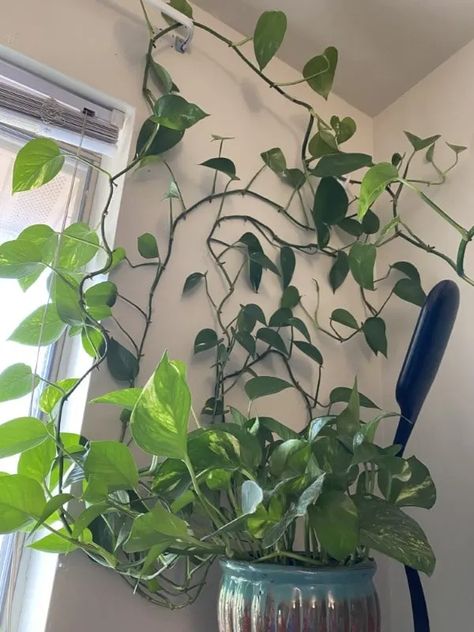 How To Train Pothos To Climb in 3 Easy Ways - Grow Gardener Pothos Trellis, Indoor Climbing Plants, Indoor Plant Trellis, Pothos Vine, Indoor Vines, Pothos Plants, Ikea Plants, Indoor Trellis, Climbing Trellis