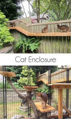 awesome big custom cat enclosure with tunnels, plexiglass roofs and large enclosure | cat enclosure | cat enclosure outdoor | awesome big outdoor catio, cat enclosure with long tunnels and cage | catios a safe way to enjoy outdoors | #catio #CatEnclosure #cats via @jakonya Outside Cat Enclosure, Catio Plans, Diy Cat Enclosure, Outdoor Cat Shelter, Chat Diy, Cat Patio, Outdoor Walkway, Outdoor Cat Enclosure, Outdoor Cat House