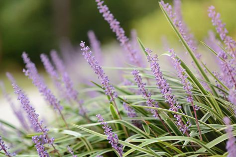 Plants For Shady Areas, Plants For Shade, Dry Shade Plants, Coral Bells Heuchera, Plants Under Trees, Biennial Plants, Lenten Rose, Rock Garden Plants, Plant Zones