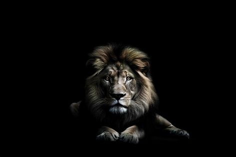 Lion Hd Wallpaper Desktop Wallpapers, Lion Wallpaper Hd 1080p, Black Background Wallpapers, Bible Verse Desktop Wallpaper, Lion Profile, Lion Background, Lion Hd Wallpaper, Lion Vector, Lion Wallpaper