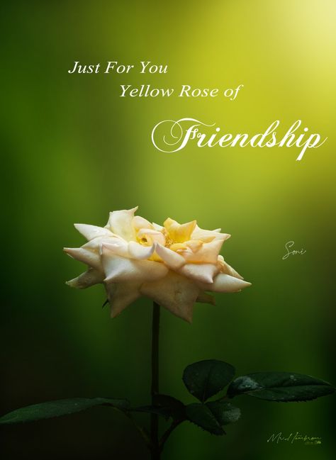 Yellow rose the sign of friendship Friendship Rose, Rose Color, Yellow Roses, Yellow Rose, Rose Flower, Roses, Yellow, Plants, Flowers