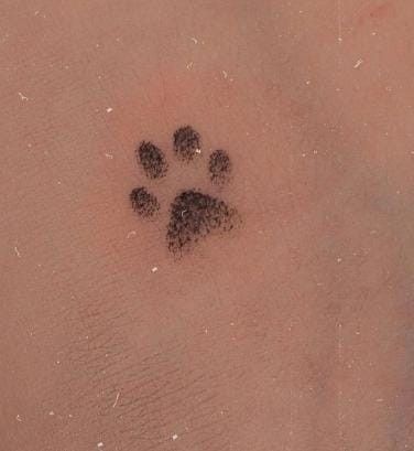 White Paw Print Tattoo, Tiny Cat Paw Tattoo, Mini Paw Print Tattoo, Paws Tattoo Design, Pawprint Tattoo Cat, Paws Tattoo Ideas, Small Paw Tattoo, Paw Print Tattoo Cat, Dog Paws Tattoo