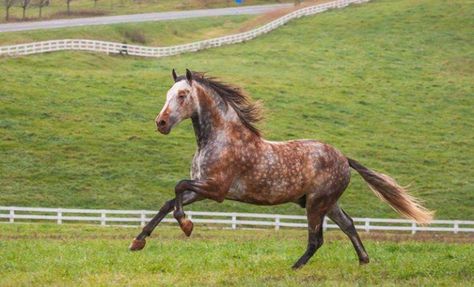 Rare Horse Colors, Andalusian Horses, Dapple Grey Horses, Bay Horses, Horse Coat Colors, Rare Horses, Beautiful Horse Pictures, Horse Galloping, Horse Inspiration