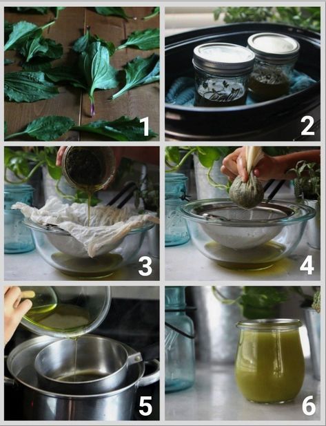 Plantain Tea Recipe, Plantain Salve Recipe How To Make, Plantain Salve Recipe, Black Salve Recipe, Plantain Oil, Plantain Salve, Healing Salve Recipe, Salve Recipes, Herbal Salves