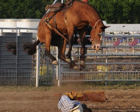 Saddle Bronc Riding Bronc Horse, Rodeo Pics, Rodeo Pictures, Saddle Bronc Riding, Sarah Stone, Saddle Bronc, Bronc Riding, Cowboy Life, Rodeo Cowboys