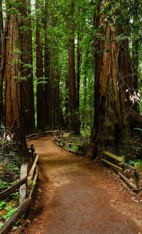 Muir Woods National Monument, Coastal Redwood, Background Reference, Russian River, Muir Woods, Redwood Tree, Redwood Forest, Fast Cash, River House