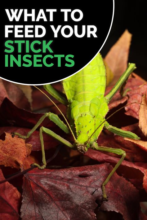 What do stick insects eat? This article brings together the experience of hundreds of stick insect keepers, helping to give a definitve answer to what walking sticks will eat as pets. Stick Insects, School Science Experiments, Stick Bug, Stick Insect, Wooden Walking Sticks, Praying Mantis, Diy Garden Projects, Bugs And Insects, New Class