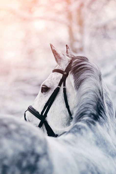 Winter can be a challenging time of year for horses with a past history of laminitis. Horse Winter Photography, Horse Winter Photoshoot, Winter Horse Photoshoot, Snow Horse, Horse Shoot, Horse Photoshoot Ideas, Horse Photoshoot, King Horse, Winter Horse