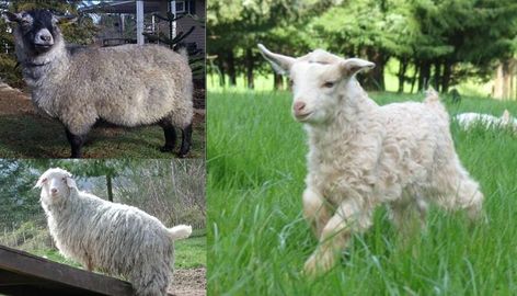 Pygora Goat Breed – Everything You Need to Know Pygora Goats, Fiber Farm, Miniature Goats, Female Goat, Boer Goats, Pygmy Goat, Angora Goats, Dairy Goats, Puppies And Kitties