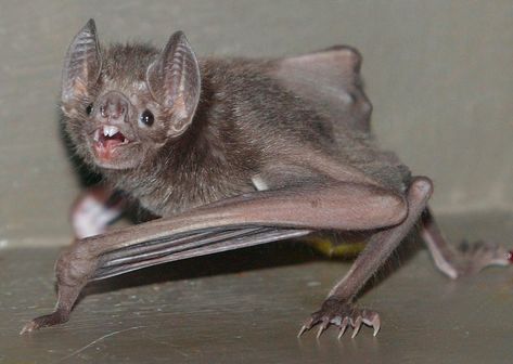 Bat Facts, Bat Photos, Macan Tutul, Female Vampire, Baby Bats, रोचक तथ्य, Vampire Bat, Greatest Mysteries, Haiwan Peliharaan