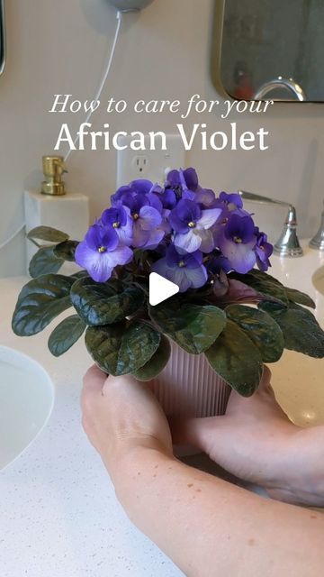 Erika | Interior Design Enthusiast * DIY Blogger * Plant Lover on Instagram: "African violets are finicky little princesses, but I've had some luck with this one. Here's how I keep mine happy:  ✔️ Keep it root-bound. African violets like to be compact, so keep the pot to 1/3 the size of the plant. ✔️ Water from the bottom. These plants don't like their leaves to get wet. Fill a dish with water and set the pot inside to bottom-water. Repeat until the soil stops sucking up the water. Bonus points if you add a drop of African violet food! ✔️ Deadhead spent blooms. Not only does deadheading spent blooms enhance the look of your plant, it also helps the plant direct its energy into new blooms. Don't forget to disinfect your pruning shears!  Happy gardening!  #africanviolets  #greenthumbsofinsta Violet Food, African Violet Care, African Violet Pots, African Violets Plants, Violet Plant, African Violet, African Violets, Pruning Shears, Plant Lover