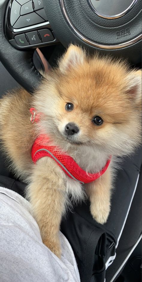 Pamorania Dog, Orange Pomeranian, Dogs Tattoo Ideas, Dog Ear Tattoo, Puppies Pomeranian, Spitz Pomeranian, Dogs Tattoo, Desenho Tom E Jerry, Dog Tattoo Ideas