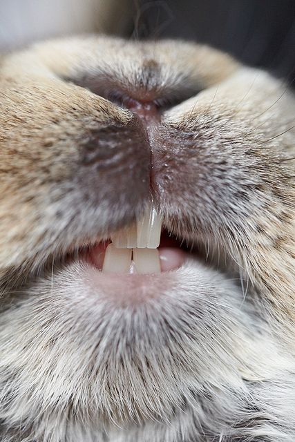 Big bunny smile , and a good chance for humans to see up close what healthy bunny teeth should look like.  Which by the way is a MUST. This is something I believe MANY people thinking about getting a pet rabbit DON'T realize. Therefore a rabbit savvy vet is a must!!! DP Bunny Smile, Regard Animal, Animal Noses, Lapin Art, Big Bunny, 그림 낙서, Bunny Pictures, Rabbit Art, Bunny Art