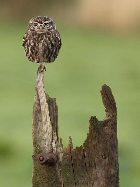 British Wildlife Photography Awards is celebrating its 10th anniversary, a retrospective traveling outdoor exhibition has been set up. For the first time, the exhibition will feature all the overall winners, selected category winners, and highly commended images. Photograph Display, Cairngorms National Park, Montezuma, British Wildlife, Animal Behavior, Photography Awards, Angel Art, Cairns, Birds Of Prey