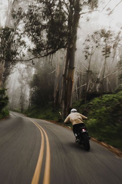 Forest, Road, Green