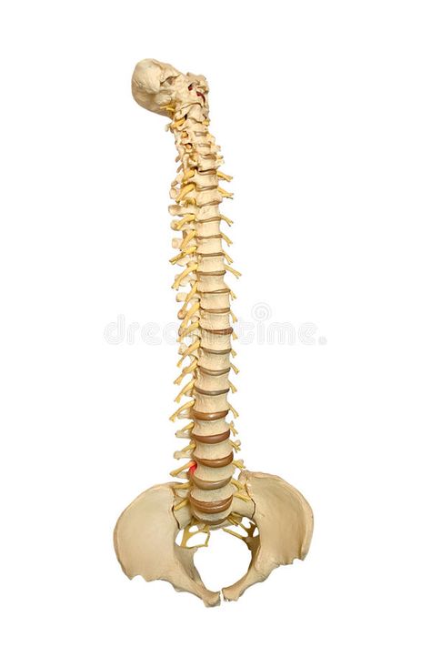 Spine. A model of a spinal column isolated on white , #Affiliate, #spinal, #model, #Spine, #white, #isolated #ad Sports Physical Therapy, Spine Pain, Spinal Column, Back Pain Remedies, Relieve Back Pain, New Best Friend, Long Term Care, Foam Roller, Low Back Pain