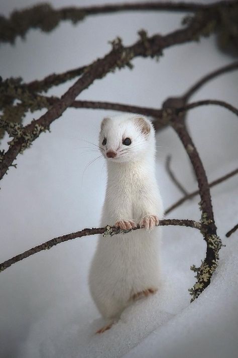 #rckeyru Follow me <a href="https://ru.pinterest.com/rckeyru/boards/">>>>>>> CLICK HERE TO FOLLOW: @Rckeyru</a> Cute Ferrets, Albino Animals, Amazing Animals, Cute Animal Pictures, Cute Creatures, Sweet Animals, Animal Planet, Animal Photo, Nature Animals