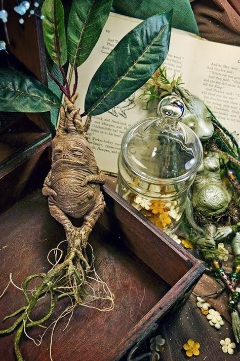 Mandrake is the common name for members of the plant genus Mandragora, particularly the species Mandragora officinarum, belonging to the nightshades family (Solanaceae). Description from pinterest.com. I searched for this on bing.com/images A Table, Harry Potter, Glass, Plants