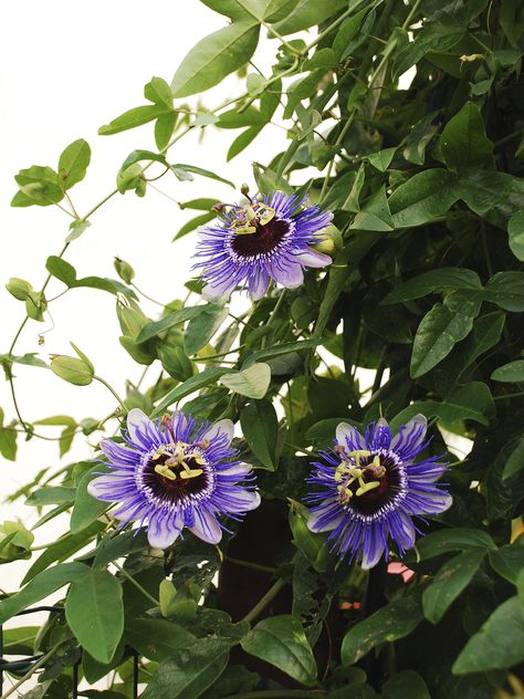 Passion Vine How To Grow, Passion Plant Flower Vines, Passion Vine Trellis, Passion Flower Vine On Trellis Fence, Passionflower Vine, Passion Flower Vine, Purple Passion Flower, Vine Ideas, Passion Vine