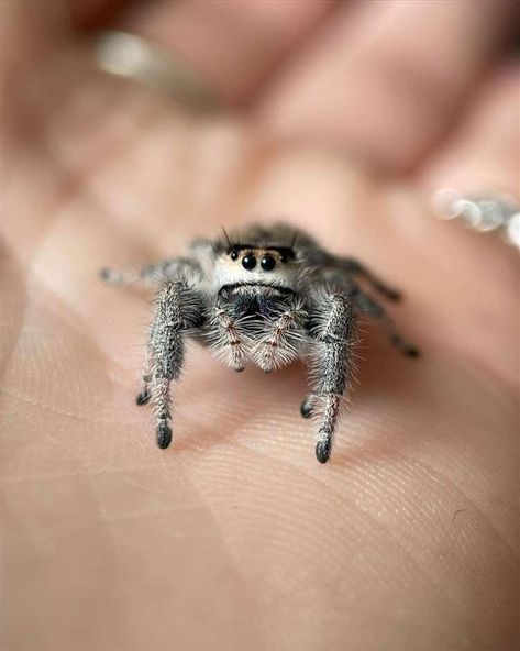 Maddy Major from Findhorn is breeding cute jumping spiders Tiny Baby Animals, Spider House, Spider Species, Jumping Spiders, House Spider, Pet Spider, Jump For Joy, Jumping Spider, Beautiful Bugs