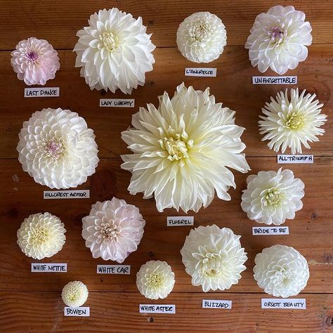 White Dahlia Bouquet, Dalia Flower, Dahlia Flower Garden, Dahlia Wedding Bouquets, Chrysanthemum Wedding, Dahlias Wedding, Dahlia Bouquet, Vegetable Garden Tips, Dahlias Garden