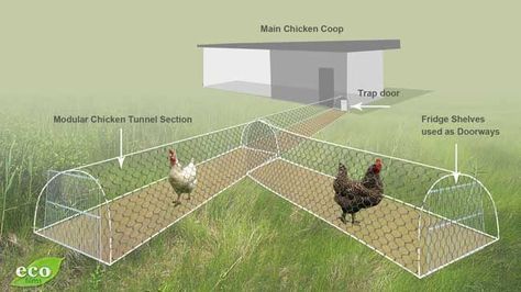 CHICKEN TUNNELS Bruce has created a modular system where he links a series of wired chicken “tunnels” together to direct his chickens to areas in his garden that needs some serious work. The chickens go through the tunnels to the weed infested area and over the course of a few weeks, scratch and dig and fertilize the spot and get it ready for his vegetable seedlings. More Reban Ayam, Chicken Tunnel, Chicken Tunnels, Chicken Pen, Chicken Tractors, Chicken Tractor, Chicken Cages, Building A Chicken Coop, Free Range Chickens