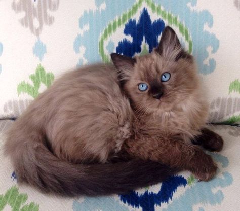 Mainecoon Ragdoll Mix Cat, Blue Mink Ragdoll, Seal Mink Ragdoll, Mink Ragdoll Cat, Chocolate Ragdoll Cat, Cinnamon Ragdoll Cat, Ragdoll Colors, Lynx Ragdoll, Mink Ragdoll