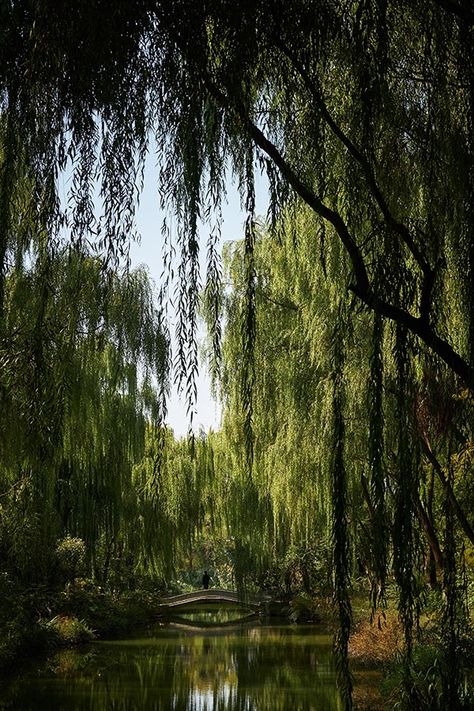 Willow Trees Aesthetic Greenery, Weeping Willow Tree, Arbor Day, Belle Nature, Image Nature, Fast Growing Trees, Weeping Willow, Ornamental Trees, Photos Hd