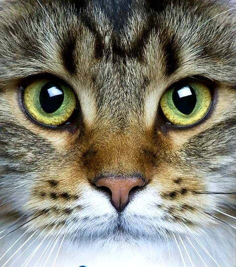 Close Up Cat Face, Cats Close Up, Dog Close Up, Animal Eyes Close Up, Close Up Cat, Peisaj Abstract, 9 Lives, Söpö Kissa, Cat Photography