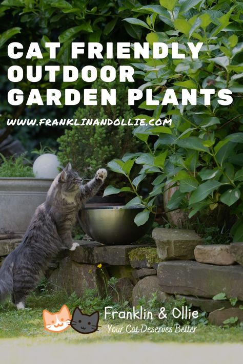 Cat-Friendly Outdoor Garden Plants Cat Friendly Landscaping, Cat Friendly Outdoor Plants, Cat Garden Outdoor, Cat Safe Garden, Cat Friendly Garden, Plants Safe For Cats, Outdoor Cat Run, Cat Friendly Plants, Toxic Plants For Cats