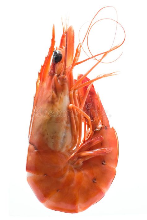 King prawn. Isolated on white , #sponsored, #prawn, #King, #white, #Isolated #ad King Prawns, Image King, Prawn Recipes, Exotic Fish, Crustaceans, Drawing Images, White Image, Fish Art, Animals Of The World