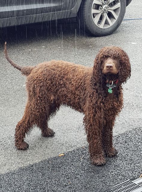 Sadhbh (Sadhbh of Stormy Seas)  Loved by Dorothy Quinn Byrne   Irish Water Spaniel - IWSCA Water Spaniel, Irish Water Spaniel, American Water Spaniel, Spaniel Breeds, All Breeds Of Dogs, Stormy Seas, Hypoallergenic Dogs, Animal References, Purebred Dogs