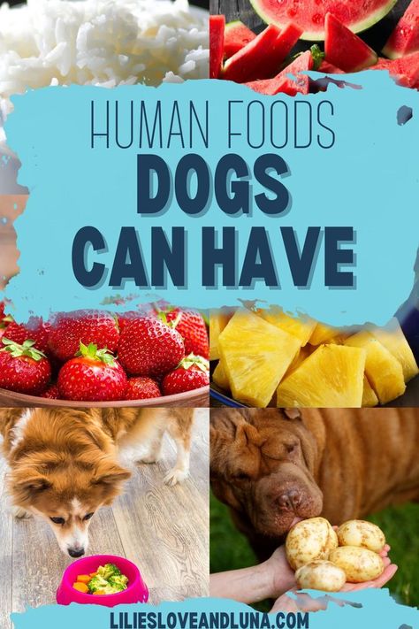 A collage of pictures with a bowl of rice, some cut watermelon, a bowl of strawberries, some cut pineapple, a dog sniffing a bowl of broccoli and carrots, and a dog sniffing some potatoes with a text overlay that reads human foods dogs can have. What Human Food Can Puppies Eat, Healthy People Food For Dogs, Dog Foods They Can Eat, Human Food Dogs Can Eat, Dog Safe Human Food, Safe Human Food For Dogs, Safe Human Foods For Dogs, Good For Dogs To Eat, Foods Not To Give Dogs