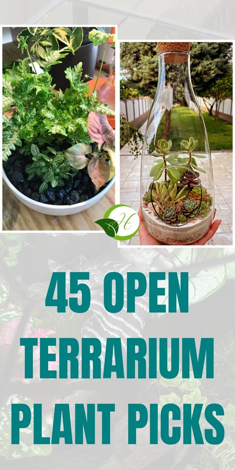 Indoor plants in a white pot next to a glass terrarium with small succulents, with text "45 Open Terrarium Plant Picks". Open Terrarium Ideas, Terrarium Ideas Unique, Diy Terrarium Ideas, Terrarium Setup, Flaming Katy, Carnivore Plants, Unique Terrarium, Creeping Fig, Open Terrariums