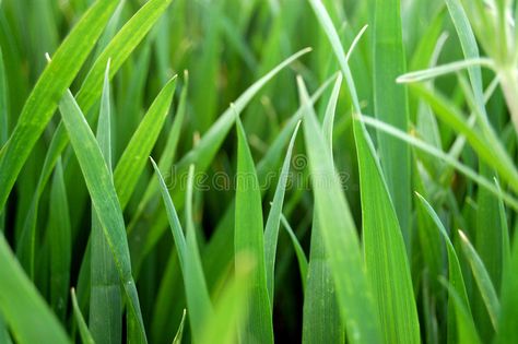 Grass Close Up, Grass Drawing, Classroom Newsletter Template, Classroom Newsletter, Leaf Images, Nature Background, Natural Forms, Nature Images, Watercolor Animals