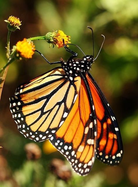 Butterfly Identification And Guide Butterfly Identification, Monarch Butterfly Garden, Butterfly Facts, Butterfly Chrysalis, Types Of Butterflies, Butterfly Species, Butterfly Plants, Monarch Butterflies, Butterfly Images