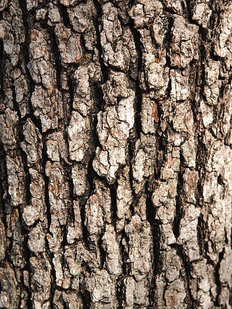 Oak Tree Trunk, Oak Tree Bark, Garden Mulch, Tree Bark Texture, Cork Tree, Wood Bark, Tree Textures, Wood Texture Background, Old Oak Tree