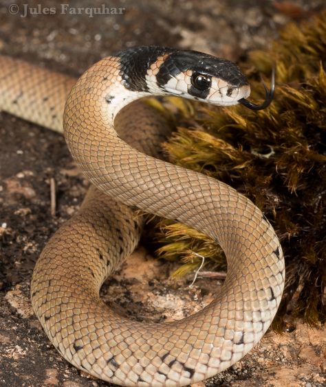 ˚Eastern Brown Snake (Pseudonaja textilis) Eastern Brown Snake, Anaconda Snake, Snake Turtle, Serpent Snake, Monitor Lizard, Cobra Snake, Snake Venom, Cute Reptiles, Brown Snake