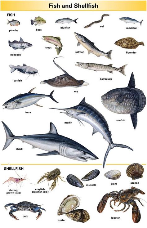 Animals Name List, Animals Name In English, Fishing Freshwater, Araling Panlipunan, Fish Types, Fishing Hacks, Ikan Air Tawar, Fauna Marina, Learning English For Kids