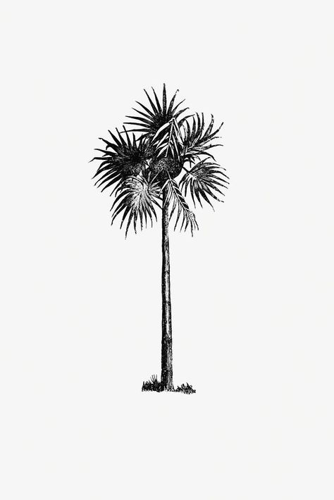 Pi Logo, Tree Engraving, Palm Tree Illustration, Palm Tree Drawing, Tree Palm, Tropical Tree, Tree Logos, The British Library, Vintage Icons