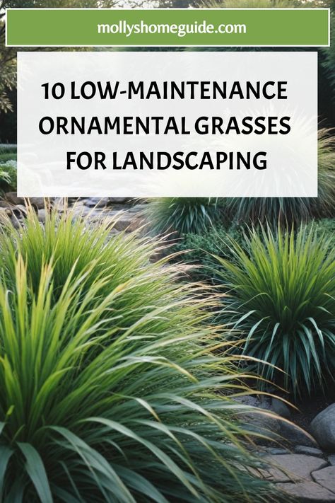 Narrow Front Walkway Landscaping, Using Grasses In Landscaping, Pigmy Palms Landscaping, Modern Backyard Plants, Part Shade Ornamental Grasses, Ornamental Grass Front Yard, Large Grasses Landscaping, Maiden Grass Landscaping Ideas, Switch Grass Landscaping