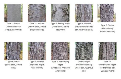 Follow one man's quest to create a different kind of field guide. Tree Bark Identification, Michigan Trees, Oak Tree Bark, Identifying Trees, Leaf Identification, Tree Bark Texture, Tree Id, Tree Identification, Tree Textures